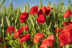 Feldblumen5