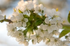 kirschblueten1